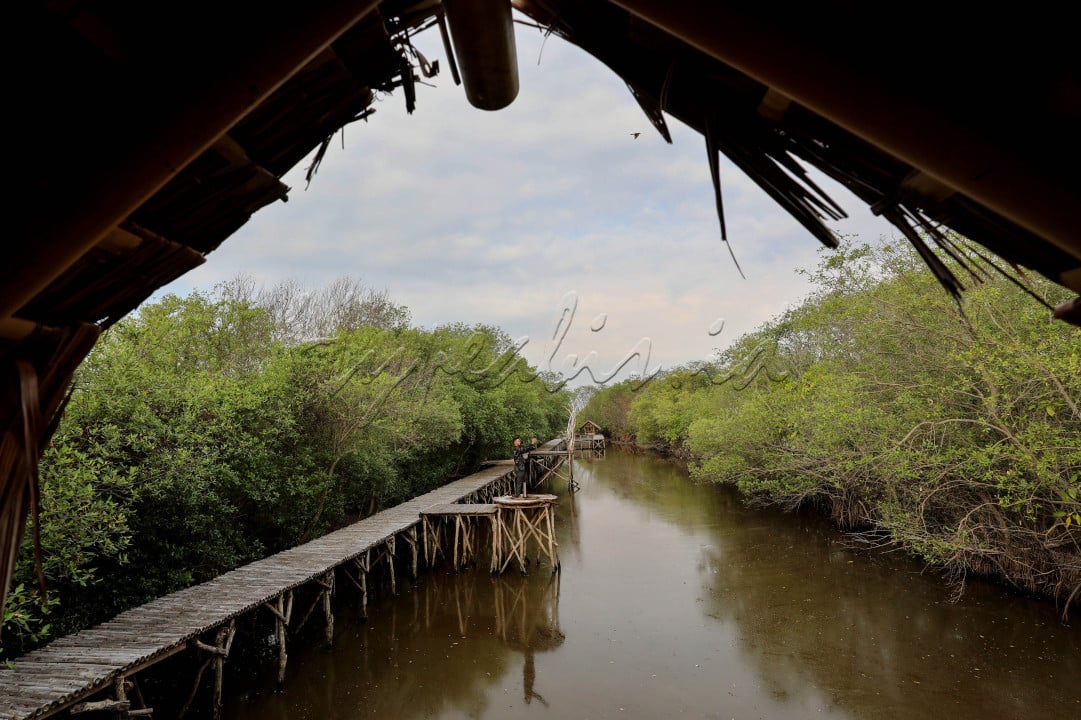 Hypeabis - BERKUNJUNG KE EKOWISATA MANGROVE MULYOSARI