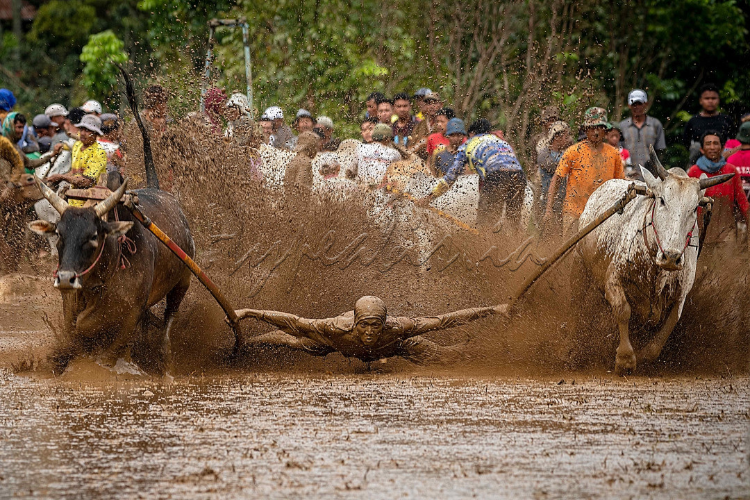 Pacu jawi (dari bahasa Minangkabau: "balapan sapi") adalah perlombaan olahraga tradisional di Kabupaten Tanah Datar, Sumatra Barat, Indonesia. Dalam acara ini, sepasang sapi berlari di lintasan sawah berlumpur dengan panjang sekitar 60&ndash;250 meter, sementara seorang joki berdiri di belakangnya dengan memegang kedua sapi. Walaupun namanya mengandung arti "balapan", sapi-sapi hanya dilepas sepasang tanpa lawan tanding, dan tidak ada pemenang secara resmi. Tiap pasang sapi berlari secara bergiliran, sementara penonton menilai sapi-sapi tersebut (terutama berdasarkan kecepatan dan kemampuan berjalan lurus), dan kadang membeli sapi-sapi unggulan dengan harga jauh di atas harga normal.