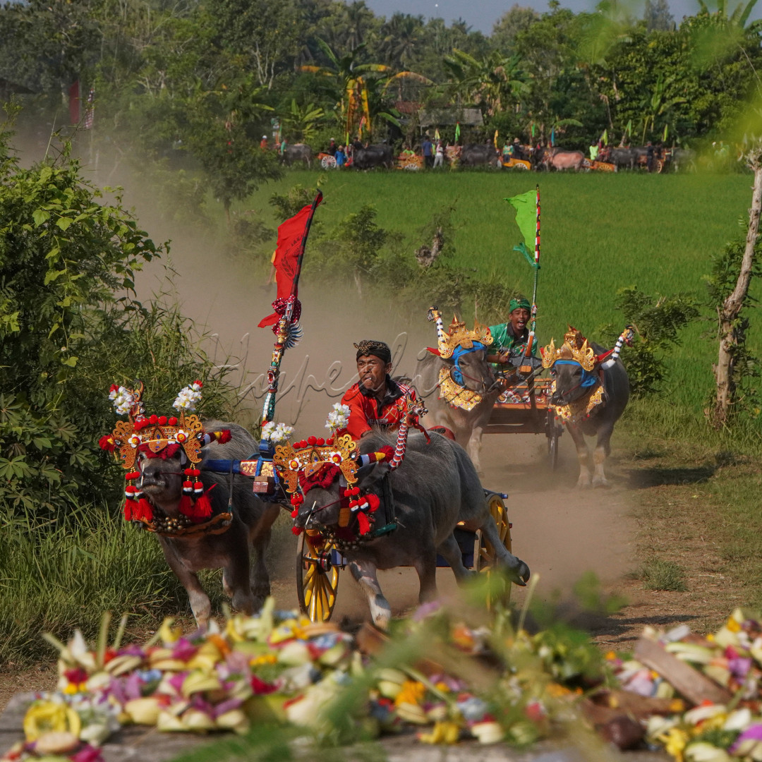 Tradisi Makepung adalah permainan balapan kerbau yang dilakukan masyarakat petani di Provinsi Bali, khususnya di Kabupaten Jembrana. Permainan ini sudah berlangsung secara turun-temurun, sehingga tradisi ini telah menyatu dengan kehidupaan masyarakat sekitar. Biasanya, tradisi dilakukan saat musim tanam padi sebagai sarana hiburan dan pengisi waktu luang. Tradisi ini juga dapat dilakukan saat panen raya.