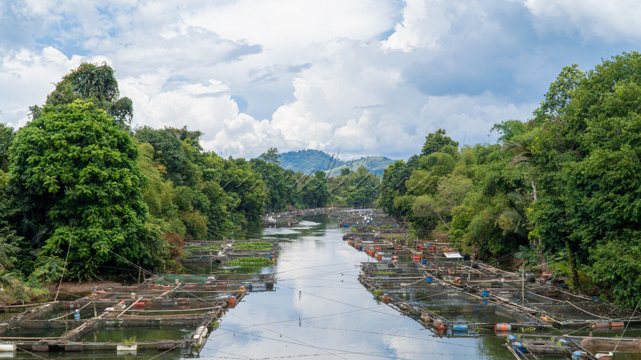 Tambak Ikan di Hilir Waduk Riam Kanan