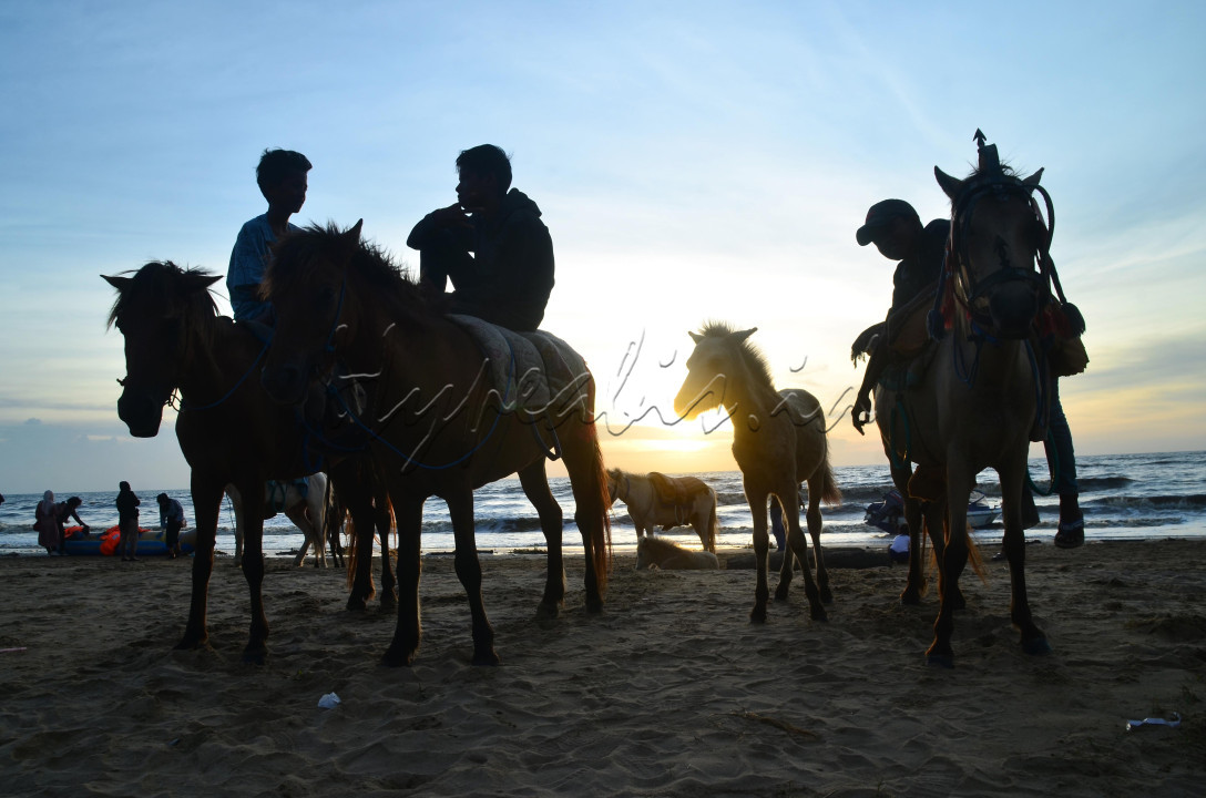 Kuda di pesisir pantai