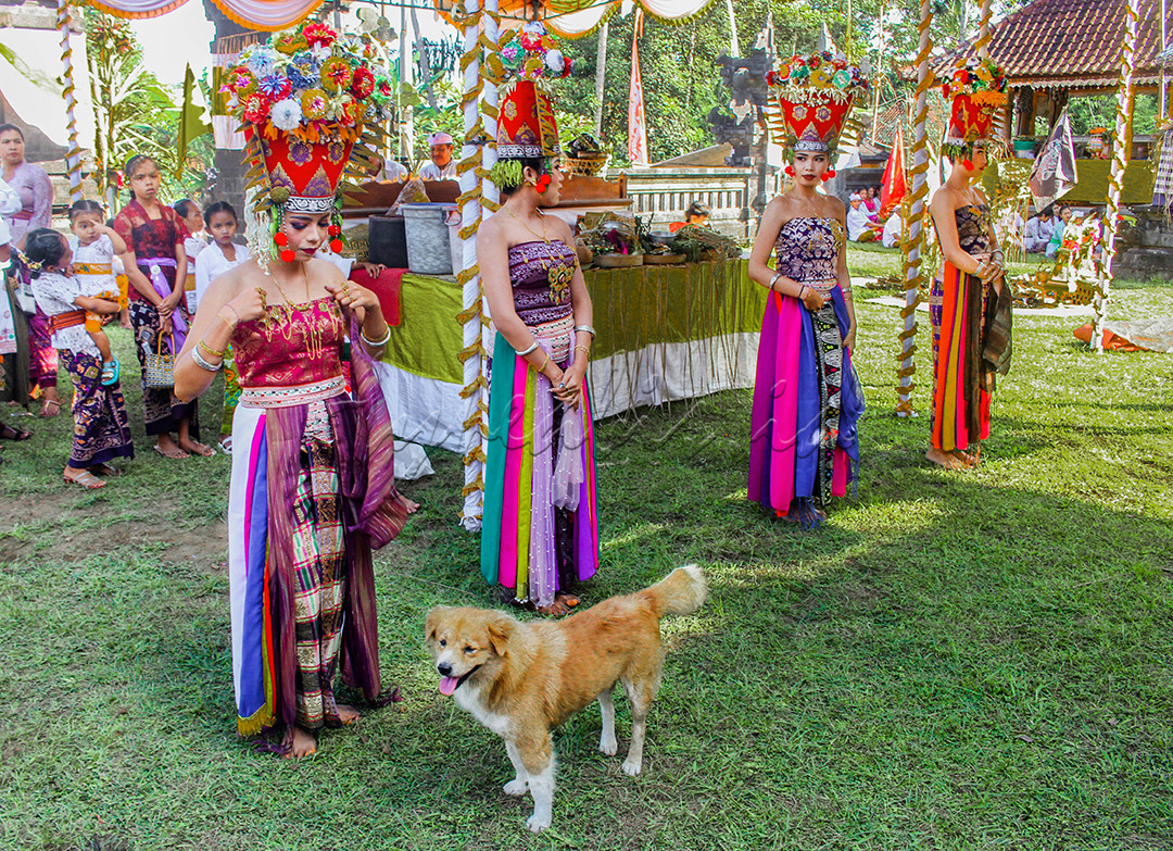 Dalam momen ini pada saat 4 penari rejang di Desa Adat Tihingan yang juga berada di daerah Karangasem, di hari momen tarian ini juga diadakan pada saat setelah hari raya kuningan juga. Namun di momen seekor Anjing yang masuk ke dalam Pura Bali yang ikut numpang Lewat di hadapan 4 penari rejang tersebut sehingga disini ada hubungan baik antara penari rejang dan anjung itu tersebut yang berada di Pura Panti Tihingan itu.