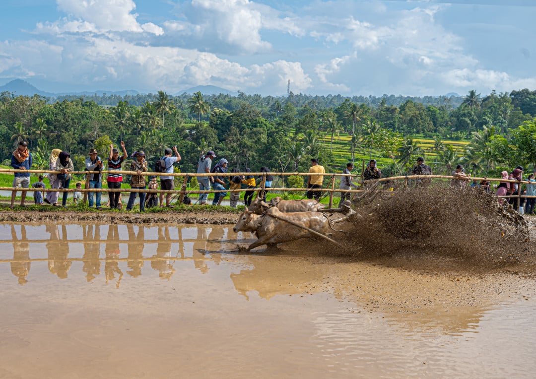 Pacu Jawi merupakan tradisi balapan sapi khas Minangkabau, khususnya Kabupaten Tanah Datar, Sumatera Barat. Waktu pelaksanaan Pacu Jawi setelah panen sebagai bentuk rasa syukur atas hasil panen yang melimpah. Atraksi ini sangat dinantikan oleh wisatawan lokal dan mancanegara.