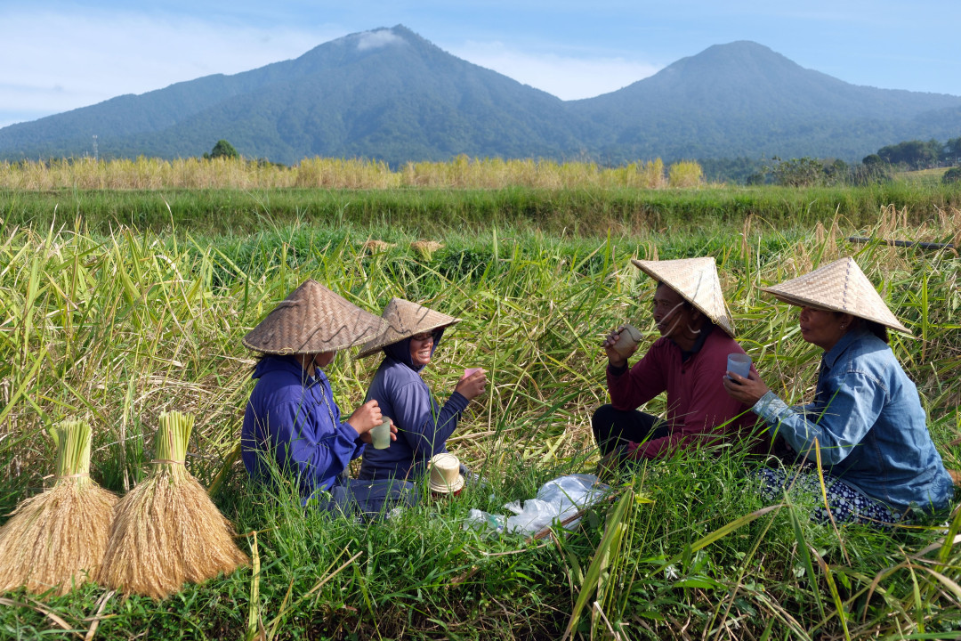 Sejumlah petani beristirahat sambil minum kopi dan teh di sela panen raya padi beras merah di persawahan Jatiluwih, Tabanan, Bali, Jumat (16/6/2023). Panen raya padi beras merah yang digelar setiap setahun sekali tepatnya pada bulan Juni tersebut sebagai daya tarik wisata dan untuk meningkatkan jumlah kunjungan wisatawan di kawasan objek wisata yang telah ditetapkan UNESCO sebagai warisan budaya dunia.&nbsp;