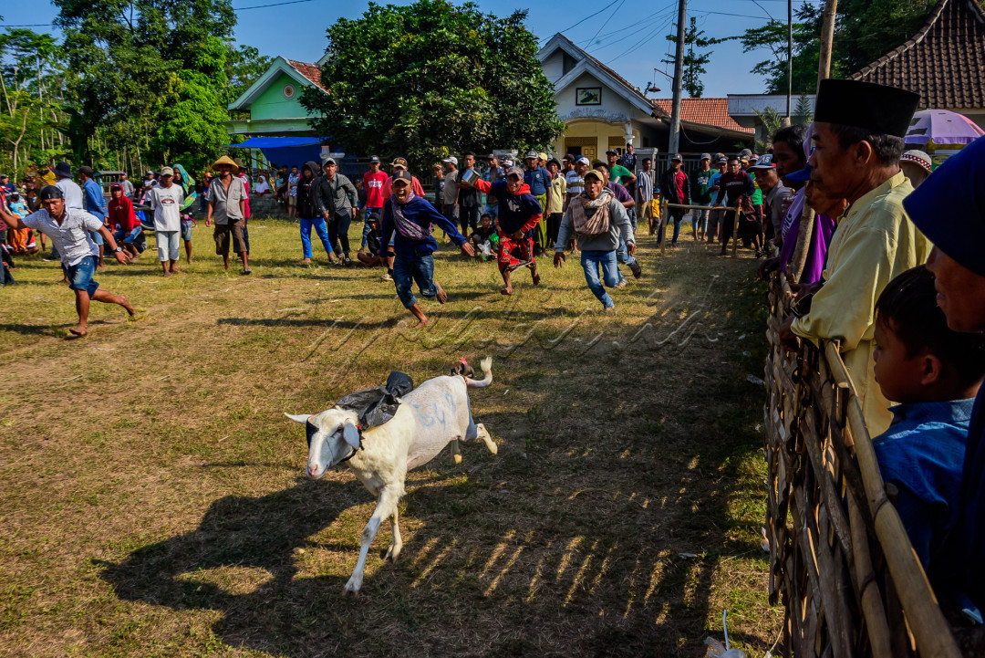 Balap kambing Lumajang merupakan tradisi untuk mempererat silaturahmi antar penggemar kambing dan untuk meningkatkan nilai jual kambing