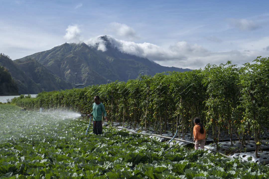Petani sayur merupakan salah satu aktifitas warga desa di kecamatan kintamani bali.