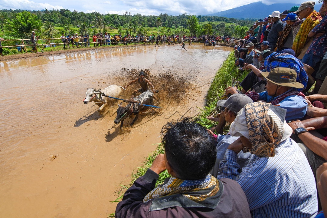 Pacu Jawi merupakan atraksi budaya yang menjadi salah satu daya tarik wisata yang dilaksanakan di Kabupaten Tanah Datar, Sumatera Barat. Dalam pelaksanaannya tidak sekalipun pacu jawi sepi penonton, hal ini tentu tidak terlepas dari keunikan pacu jawi.&nbsp;