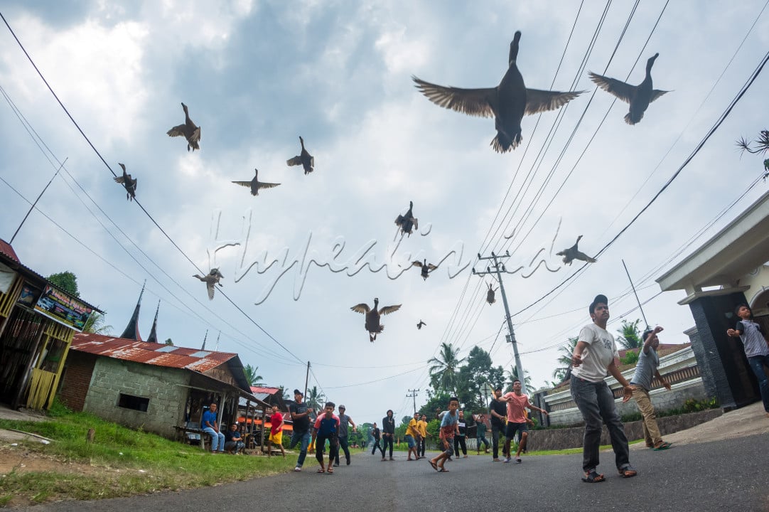 Pacu itiak&nbsp;('balapan itik') merupakan salah satu tradisi unik yang dimiliki oleh masyarakat&nbsp;Minang Payakumbuah, tradisi ini berasal dari daerah Payakumbuh di&nbsp;Kabupaten Lima Puluh Kota, Provinsi&nbsp;Sumatra Barat,&nbsp;Indonesia. Tradisi ini tergolong unik karena menggunakan&nbsp;itik&nbsp;sebagai hewan pacuan. Sejak 2020,&nbsp;pacu itiak&nbsp;diakui secara resmi oleh pemerintah Republik Indonesia sebagai salah satu&nbsp;Warisan Budaya Tak Benda khas Indonesia&nbsp;dalam bidang Seni Pertunjukan yang berasal dari Sumatra Barat.