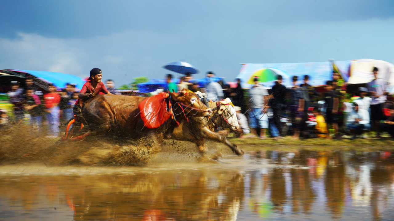 Tradisi kararapan sapi brujul di Kota Probolinggo, Jawa Timur, Minggu (09/07/2023) hingga kini masih menjadi budaya warga setempat. Gelaran karapan sapi brujul masih yang diadakan setiap tahun ini adalah tradisi turun temurun dan masih menjadi hiburan khas bagi warga Probolinggo. Para penonton karapan sapi brujul tampak sangat antusias menyaksikan joki sapi brujul, saat mengendalikan sepasang sapi yang biasa digunakan untuk brujul atau membajak sawah saat musim tanam padi tiba. Brujul sendiri bermakna alat pembajak tanah. Kini sapi brujul jadi tradisi perhelatan yang selalu dinantikan. Menjadi ikon kebanggaan secara turun temurun oleh masyarakat.