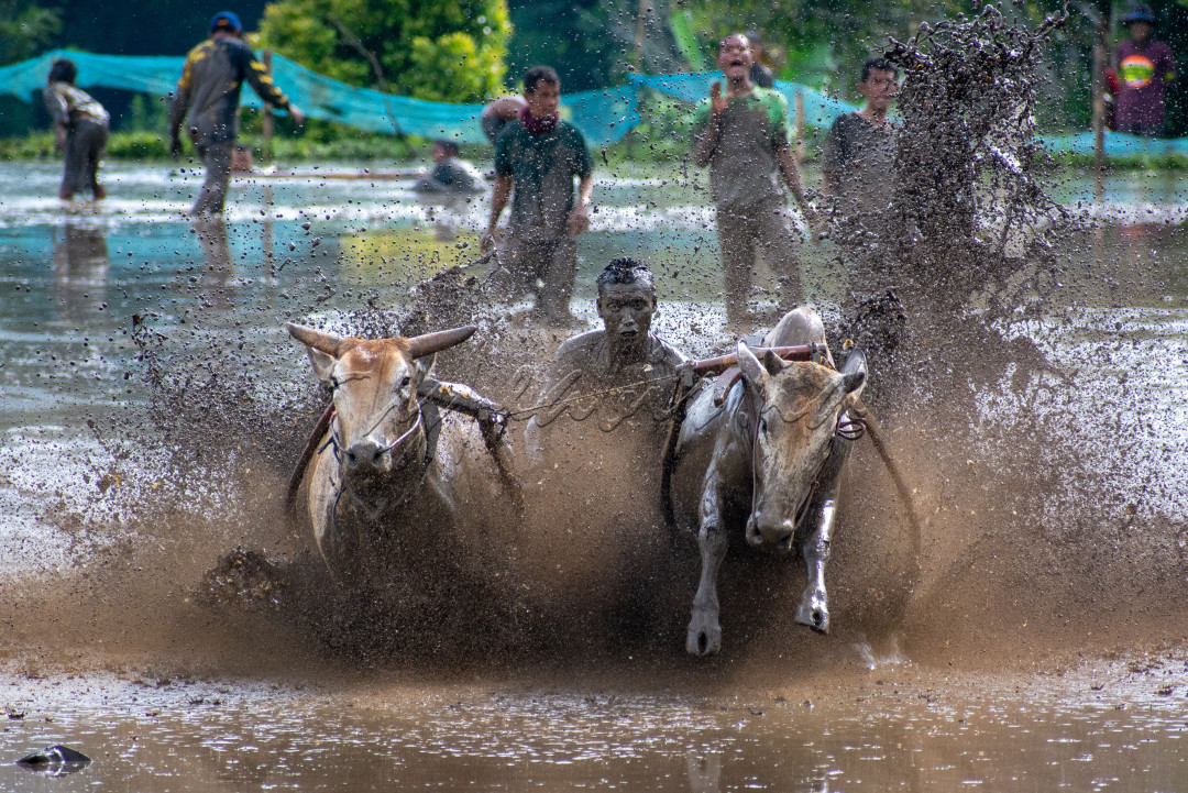 Pacu jawi&nbsp;( "balapan sapi") adalah perlombaan olahraga tradisional di&nbsp;Kabupaten Tanah Datar,&nbsp;Sumatra Barat,&nbsp;Indonesia. Dalam acara ini, sepasang sapi berlari di lintasan sawah berlumpur dengan panjang sekitar 60&ndash;250 meter, sementara seorang joki berdiri di belakangnya dengan memegang kedua sapi. Walaupun namanya mengandung arti "balapan", sapi-sapi hanya dilepas sepasang tanpa lawan tanding, dan tidak ada pemenang secara resmi. Tiap pasang sapi berlari secara bergiliran, sementara penonton menilai sapi-sapi tersebut (terutama berdasarkan kecepatan dan kemampuan berjalan lurus), dan kadang membeli sapi-sapi unggulan dengan harga jauh di atas harga normal. Penduduk Tanah Datar (terutama dari empat kecamatan yaitu&nbsp;Sungai Tarab,&nbsp;Pariangan,&nbsp;Lima Kaum, dan&nbsp;Rambatan)&nbsp;telah menyelenggarakan acara ini selama berabad-abad untuk merayakan masa panen padi. Acara ini juga diiringi pesta desa dan budaya yang disebut&nbsp;alek pacu jawi.