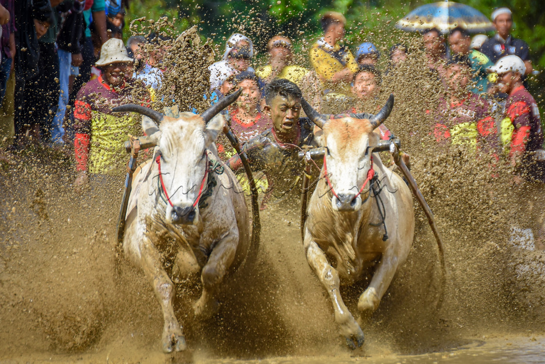 Pacu jawi&nbsp;atau biasa disebut dengan balapan sapi merupakan sebuah atraksi permainan tradisional masyarakat Minangkabau yang dilombakan di Kabupaten Tanah Datar, Provinsi Sumatera Barat, Indonesia.&nbsp;pada awalnya merupakan kegiatan yang dilakukan oleh para petani sehabis musim panen untuk mengisi waktu luang dan juga dijadikan sebagai sarana hiburan bagi masyarakat setempat.<br />
<br />
&nbsp;