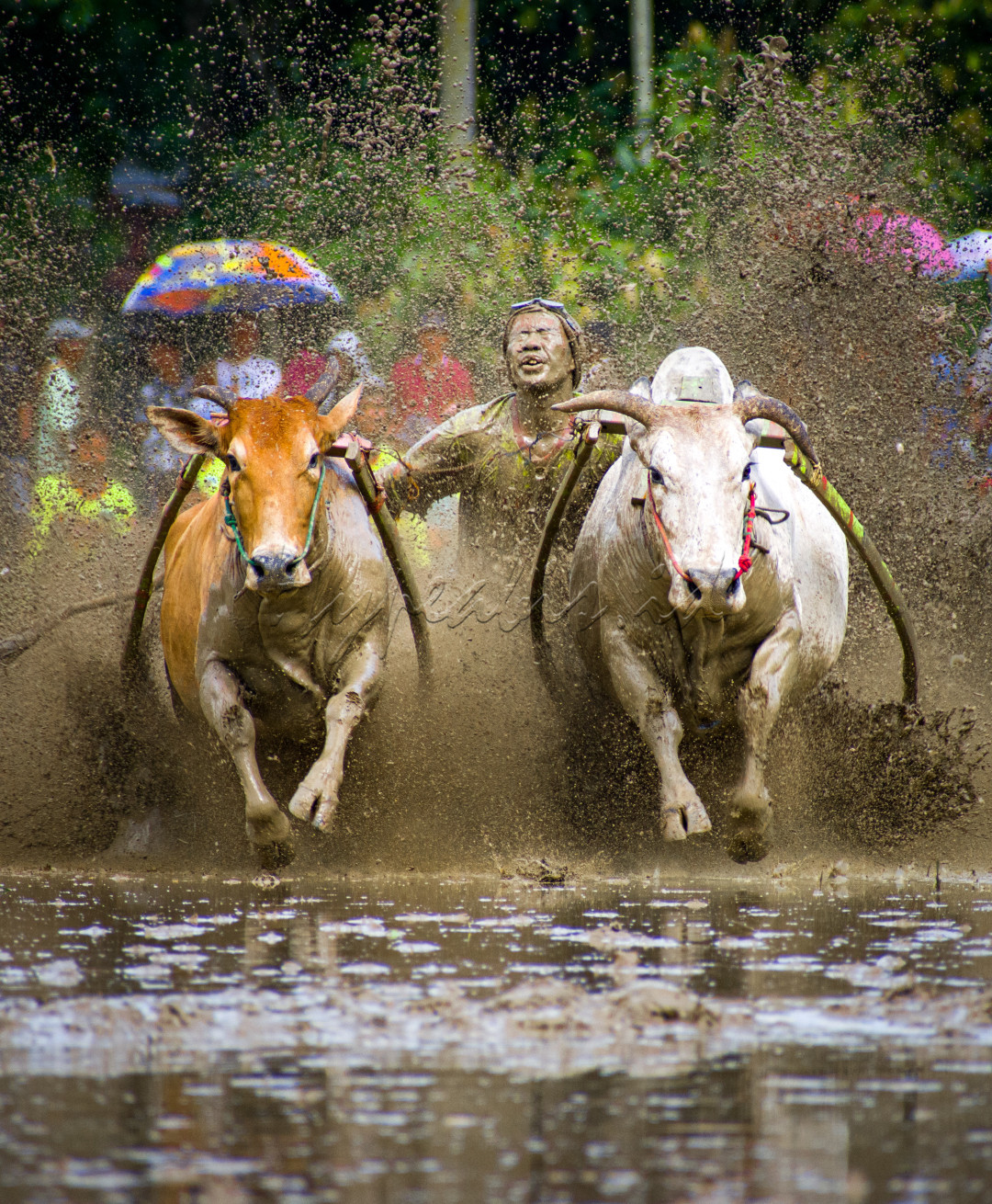 Setiap tahun, lomba balap sapi atau yang lebih dikenal Pacu jawi&nbsp;ini diselenggarakan secara bergilir di empat Kecamatan yang ada di Kabupaten Tanah Datar. Yaitu Kecamatan Pariangan, Kecamatan Rambatan, Kecamatan Lima Kaum, dan Kecamatan Sungai Tarab.Filosofi dari pacu jawi&nbsp;ini adalah pemimpin dan rakyat bisa berjalan bersama. Inilah alasan kenapa sapi yang dipakai untuk pacu jawi&nbsp;ada dua ekor, dan pemenangnya tidak ditentukan siapa yang tercepat tetapi yang bisa berlari lurus seperti orang yang selalu di jalan lurus lebih tinggi nilainya.<br />
&nbsp;<br />
&nbsp;