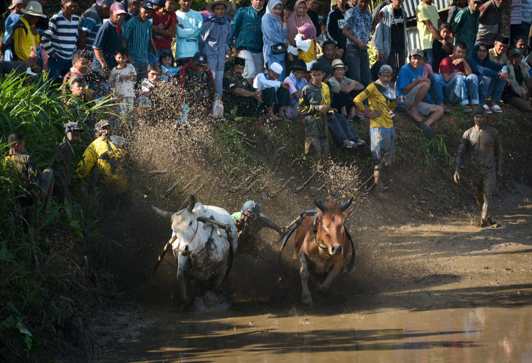 Pacu jawi&nbsp;( "balapan sapi") adalah perlombaan olahraga tradisional di&nbsp;Kabupaten Tanah Datar,&nbsp;Sumatra Barat,&nbsp;Indonesia. Dalam acara ini, sepasang sapi berlari di lintasan sawah berlumpur dengan panjang sekitar 60&ndash;250 meter, sementara seorang joki berdiri di belakangnya dengan memegang kedua sapi. Walaupun namanya mengandung arti "balapan", sapi-sapi hanya dilepas sepasang tanpa lawan tanding, dan tidak ada pemenang secara resmi. Tiap pasang sapi berlari secara bergiliran, sementara penonton menilai sapi-sapi tersebut (terutama berdasarkan kecepatan dan kemampuan berjalan lurus), dan kadang membeli sapi-sapi unggulan dengan harga jauh di atas harga normal. Penduduk Tanah Datar (terutama dari empat kecamatan yaitu&nbsp;Sungai Tarab,&nbsp;Pariangan,&nbsp;Lima Kaum, dan&nbsp;Rambatan)&nbsp;telah menyelenggarakan acara ini selama berabad-abad untuk merayakan masa panen padi. Acara ini juga diiringi pesta desa dan budaya yang disebut&nbsp;alek pacu jawi.