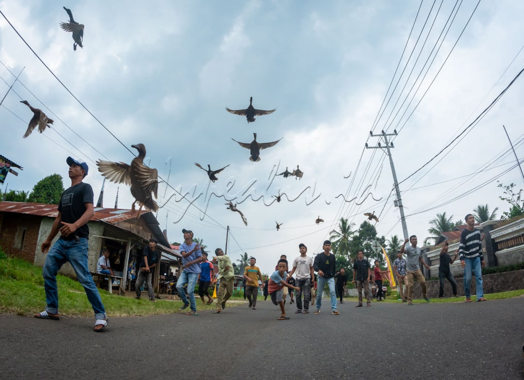 Pacu itiak merupakan salah satu tradisi unik yang dimiliki oleh masyarakat Minang Payakumbuah, tradisi ini berasal dari daerah Payakumbuh di Kabupaten Lima Puluh Kota, Provinsi Sumatera Barat, Indonesia.&nbsp;Tradisi ini tergolong unik karena menggunakan itik sebagai hewan pacuan
