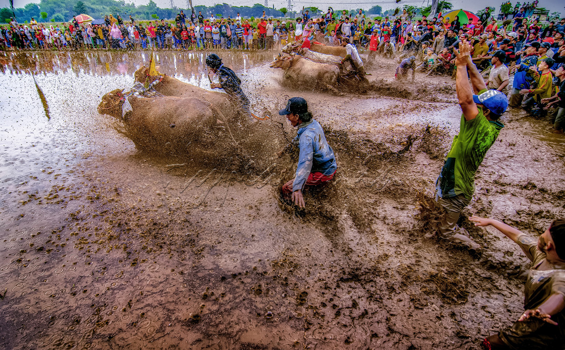 Tradisi kararapan sapi brujul&nbsp;di&nbsp;Kota&nbsp;Probolinggo, Jawa Timur, hingga kini masih menjadi budaya warga setempat. Gelaran&nbsp;karapan sapi brujul&nbsp;masih yang diadakan setiap tahun ini adalah tradisi turun temurun dan masih menjadi hiburan khas bagi warga Probolinggo.