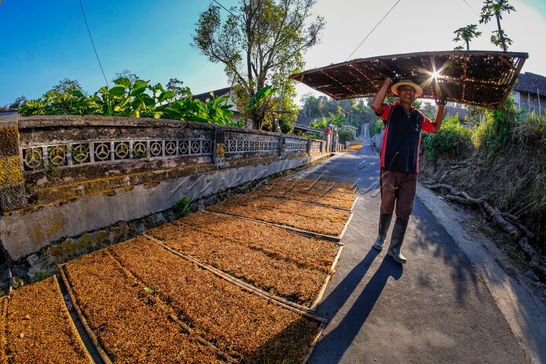 <br />
Karya Orang Daerah<br />
Bisnis yang dibangun turun temurun oleh para warga sekitar daerah sela Boyolali dengan bertani tembakau menjadi salah satu tumpuan hidup warga sekitar, dengan berbisnis jual bahan tembakau para warga bisa menyambung hidup serta menyekolahkan anak anak sampai sekarang ini petani tembakau menjadi turun temurun ke anak cucu<br />
&nbsp;