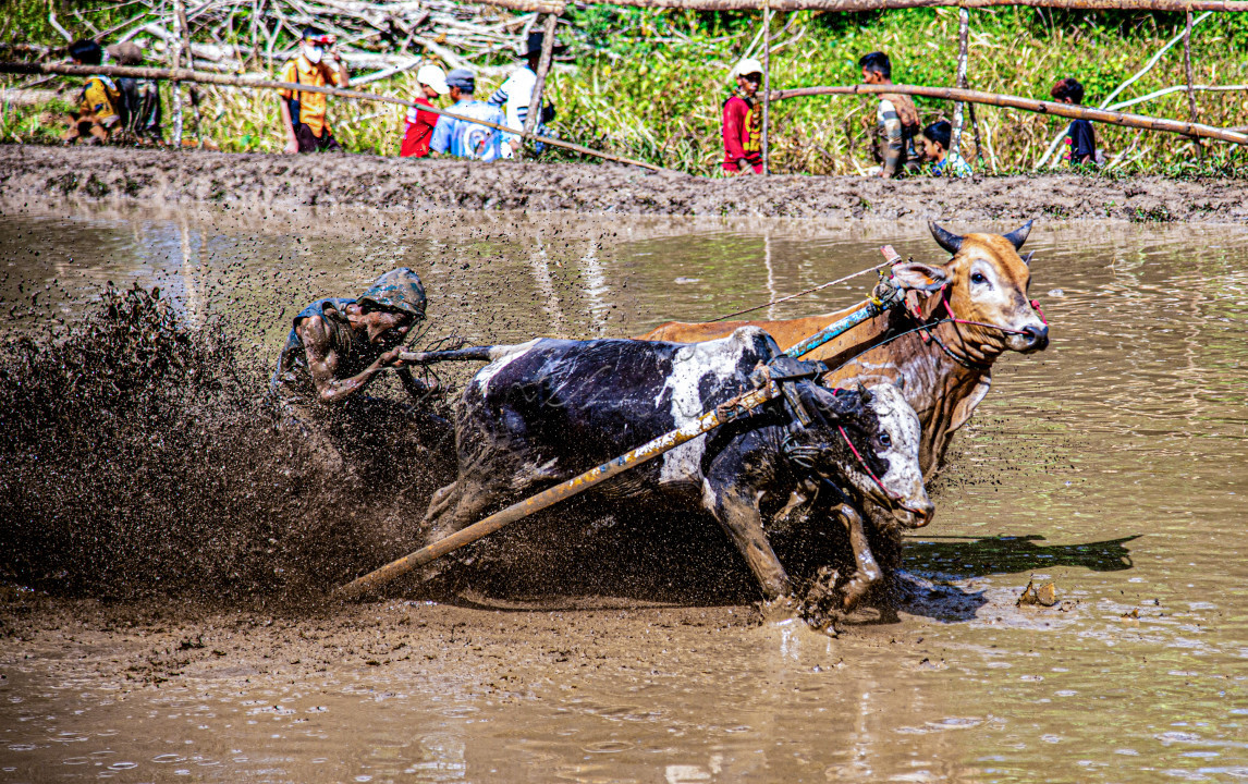 Pacu jawi merupakan sebuah budaya sekaligus olah raga tradisional yg ada di sumatra barat