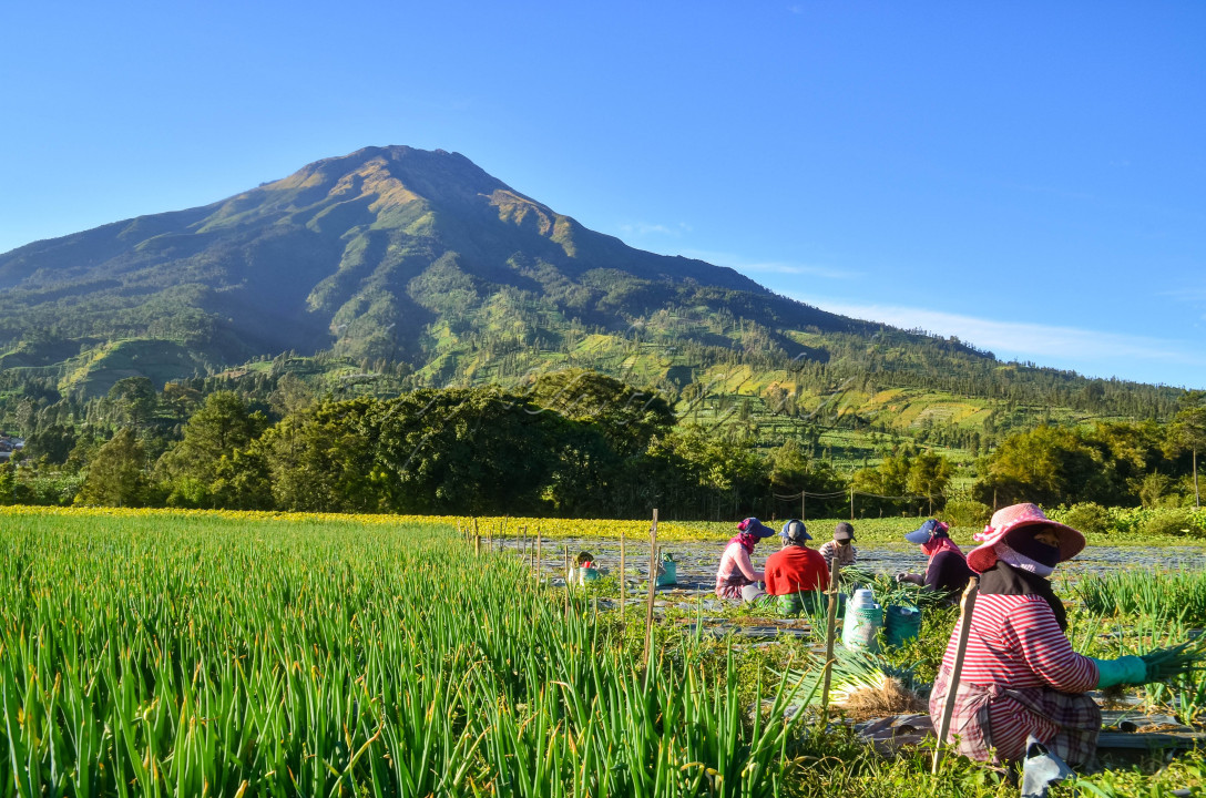 Sebagian Kota Temanggung berada di dataran tinggi yang berpotensi sekali untuk pertanian. Selain bertani tembakau, masyarakatnya juga bertani sayur mayur salah satunya adalah daun bawang sebagai penunjang perekonomian masyarakatnya.