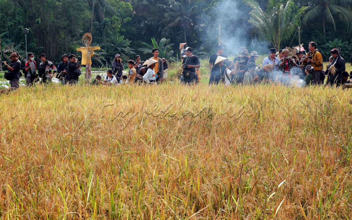 Wiwitan adalah memetik padi pertama kali lalu di bawa pulang untuk di inapkan di rumah, sebelum semuanya di panen pada keesokan harinya, acara adat ini sudah berlangsung turum temurun, semua ini untuk menghormati padi, karena sudah berjasa dalam kehidupan para petani,