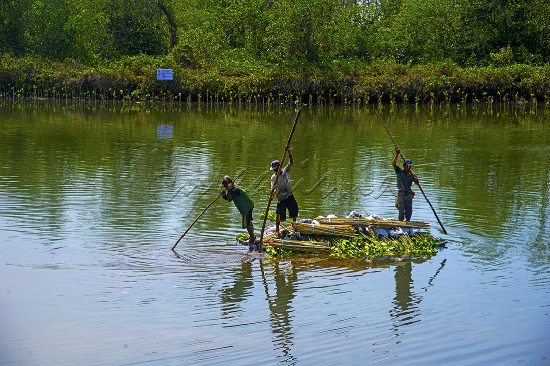 Sejumlah nelayan membawa bibit mangrove dengan rakit di pesisir selatan kawasan ekowisata Pantai Cemara yang ada di Dusun Getem, Desa Mojomulyo, Kecamatan Puger, Jember, Jawa Timur (27/11/2023). Para nelayan bekerjasama dengan Dinas Kelautan dan Perikanan Jawa Timur serta mahasiswa peduli lingkungan melakukan aksi menanam 1000 bibit mangrove yang bertujuan untuk menjaga kawasan pesisir dari abrasi serta kerusakan alam.