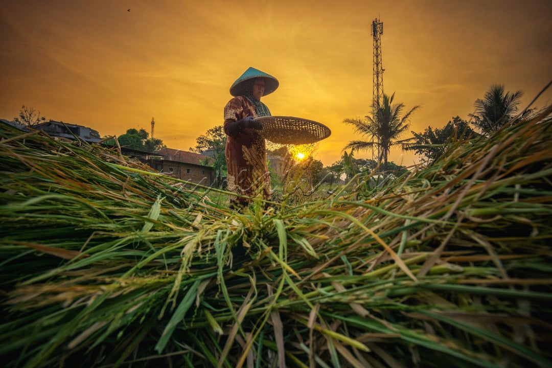 Semangat seorang Petani sebagai seorang sosok pejuang pangan untuk indonesia, ia bekerja menyelesaikan proses panen padinya hingga senja hari, semua itu dilakukannya untuk berjuang demi keberlangsungan hidupnya sebagai seorang petani, dan dari kerja kerasnya petani seperti ini, terlahir padi berkualitas yang sering kita olah menjadi Nasi untuk dikonsumsi setiap hari.