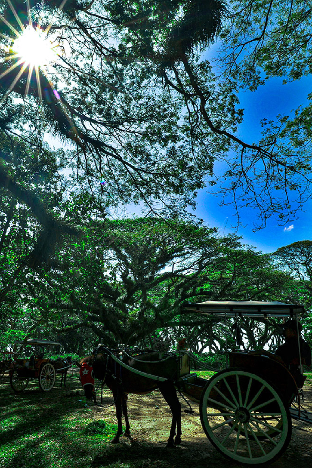 Berkujung ke hutan De Djawatan bisa menikmati delman seperti zaman lampau.