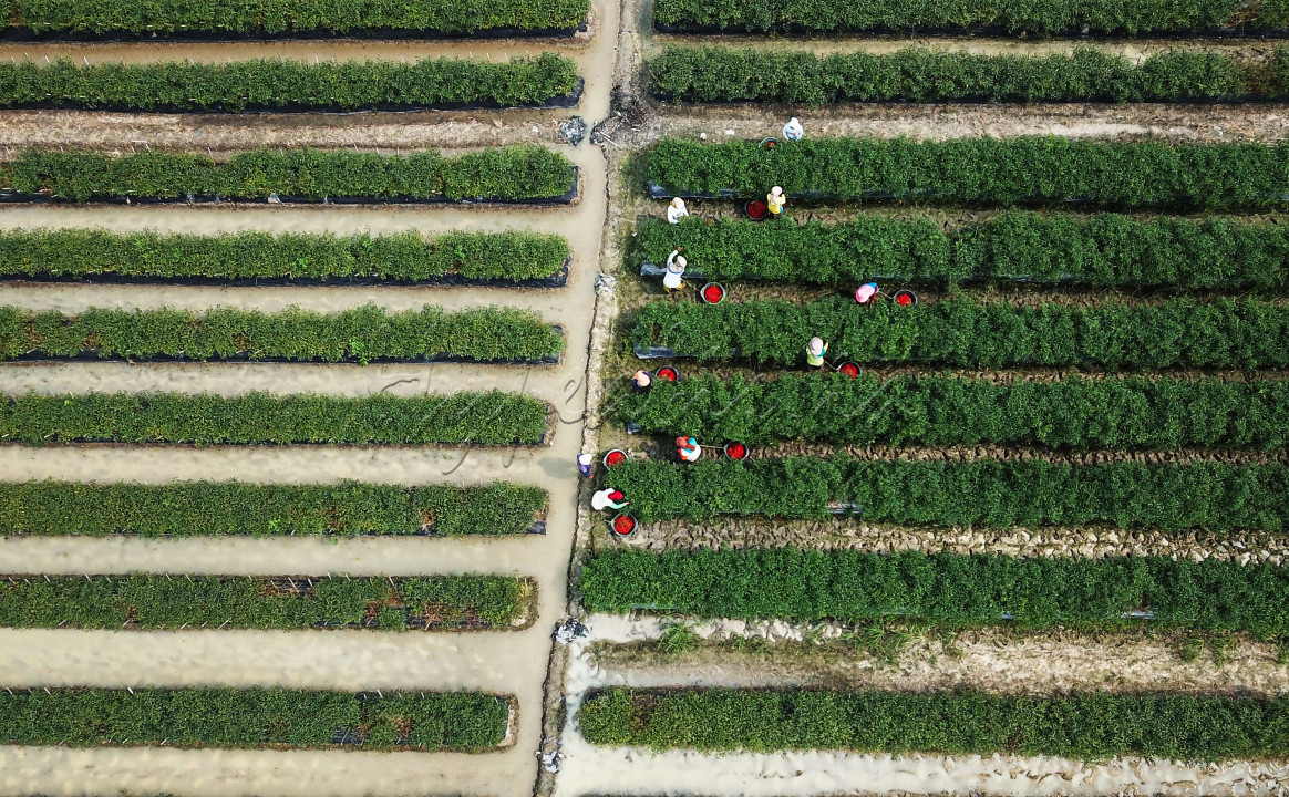 Petani memanen cabai di Desa Lubuk Cuik Kecamatan Lima Puluh Pesisir, Kabupaten Batu Bara, Sumatra Utara, Rabu (18/10/2023). Desa Lubuk Cuik ini menjadi salah satu lumbung cabai terbesar di Sumatera Utara. Bagaimana tidak, dengan lahan seluas 85 hektar, desa ini mampu menghasilkan 18 ton cabai per hari.<br />
&nbsp;