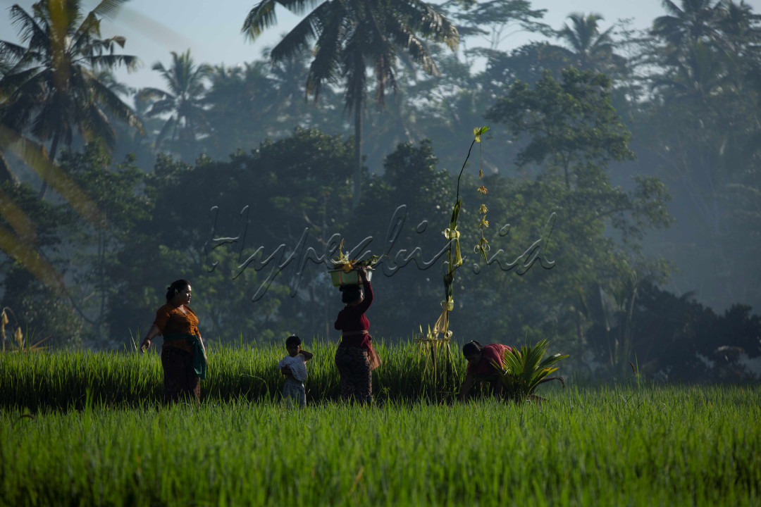 Penduduk Bali mengadakan upacara biukukung sebagai wujud syukur padi telah hamil dan memohon agar panen melimpah.