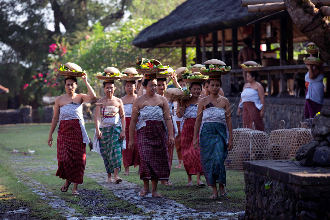 saat sasih kedasa di Tenganan Pegringsingan, Karangasem, Bali, krama ibu membawa banten menuju pura dadia.