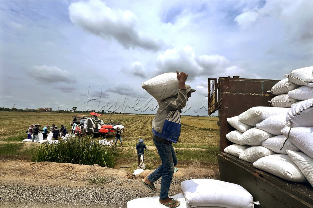 Sejumlah Petani di Kawasan Persawahan Pemulutan, Ogan Ilir (OI),Sumatera Selatan melaksanakan Panen Raya (27/11), mereka bergembira atas produksi padi yang melimpah dan berkualitas. Selain menggunakan mesin panen juga secara bergotong royong &nbsp;bersama sama wujudkan Mandiri Pangan.