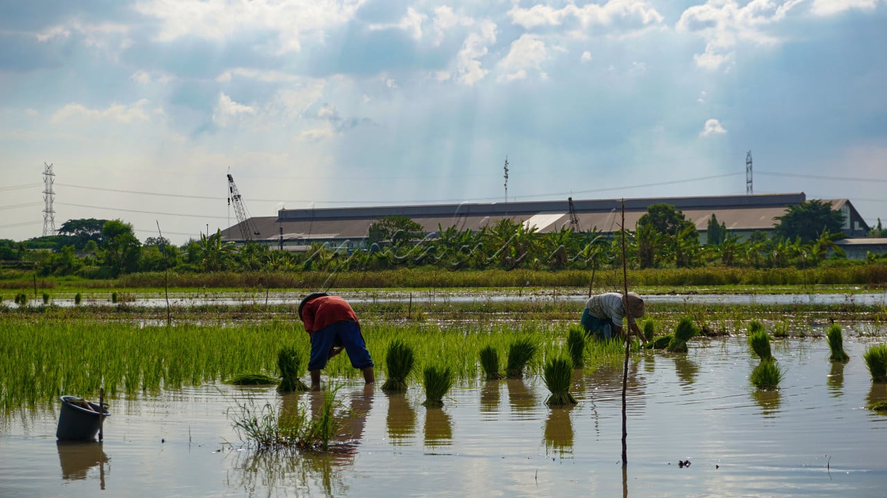 Petani yang mempunyai tekad tetap teguh menanam padi sebagai mata pencahariannya