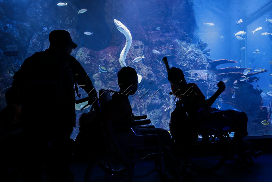 Anak-anak asuh Rumah Harapan Indonesia melihat koleksi satwa di Jakarta Aquarium &amp; Safari, Jakarta.&nbsp;