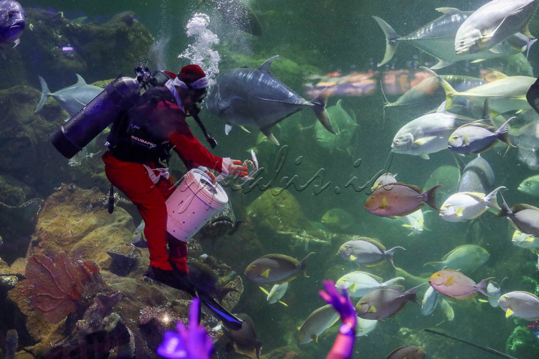 Dengan mengenakan kostum Santa Klaus, penyelam memberi makanan ikan.
