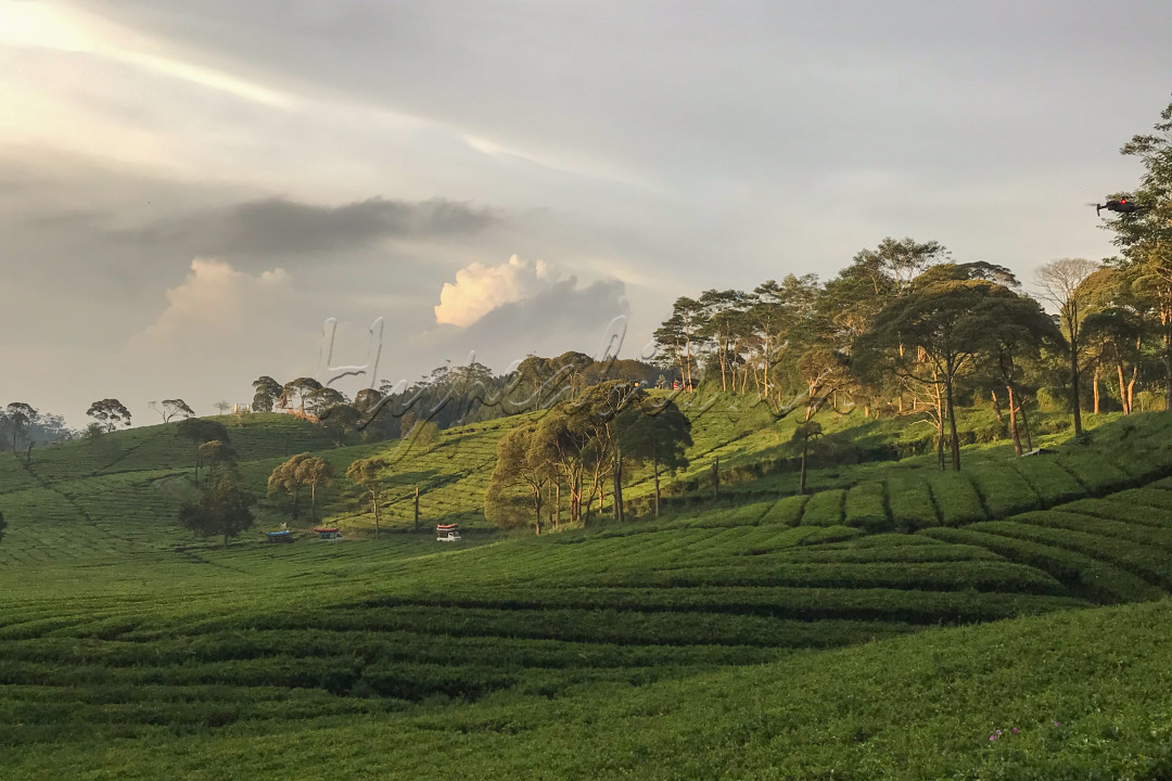 Hamparan perkebunan teh di Pangalengan, Kabupaten Bandung, Jawa Barat.