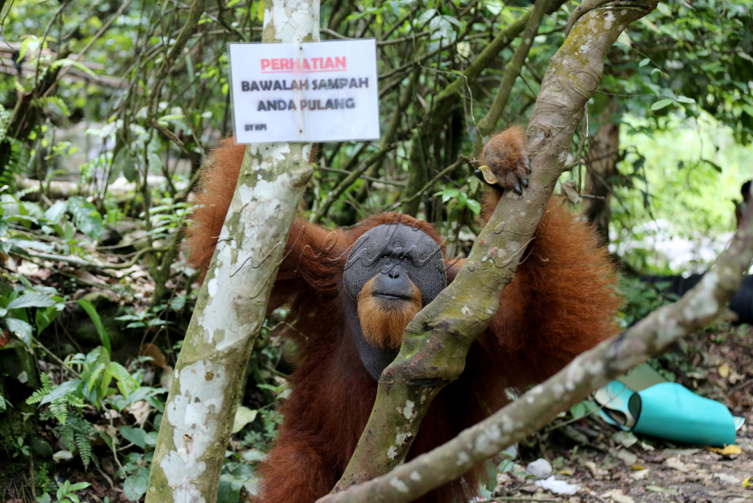 Satu individu Orangutan sedang memanjat pohon di kawasan Wisata Bukit Lawang, Taman Nasional Gunung Leuser, Kabupaten Langkat, Sumatera Utara, 1 September 2023. Sampah di kawasan ini sudah cukup mengkhawatirkan sehingga ditulis imbauan "Bawalah Sampah Anda Pulang" agar wisatawan tidak mengotori habitat Orangutan Sumatra.