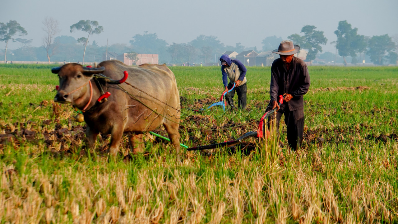 Membajak sawah dengan menggunakan tenaga kerbau saat ini masih sering dijumpai di kawasan pedesaan. Selain untuk menghemat biaya, cara tradisional tersebut diyakini mampu mempertahankan humus tanah dan menjaga kualitas padi hasil panen, tekstur lumpur juga lebih halus dan tidak tercemari oleh polusi bahan bakar dan oli dibandingkan dengan menggunakan mesin traktor.<br />
<br />
Editor : Yayus Yuswoprihanto