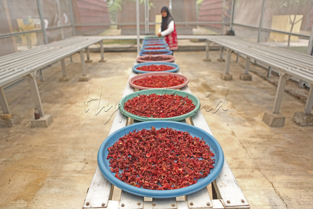 Seorang warga menjemur cascara di SIBA Centre Lawang Kidul, Kabupaten Muara Enim, Sumatra Selatan. Cascara atau C&aacute;scara&nbsp;dalam bahasa Spanyol yang berarti sekam, adalah kulit kopi untuk membuat teh herbal ceri kopi yang mirip dengan minuman tradisional di Yaman dan Ethiopia.&nbsp;Cascara memiliki kandungan berbagai vitamin dan mineral, seperti&nbsp;vitamin C, seng, dan nutrisi lain yang berguna bagi kesehatan tubuh secara keseluruhan.<br />
<br />
Editor : Yayus Yuswoprihanto