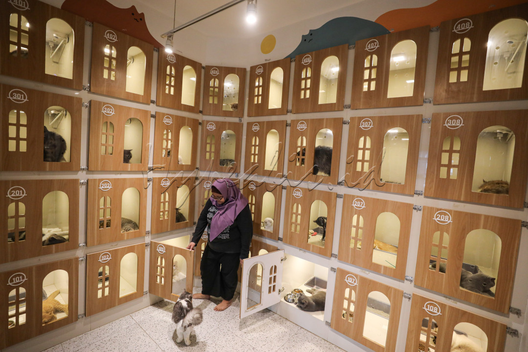 Di Jakarta terdapat sejumlah staycation yang beroperasi, salah satunya adalah Arnamir Pet Hotel Cikajang, yang memiliki 32 kamar inap untuk kucing dengan berbagai pilihan ruangan antara lain Deluxe, President Suite, dan Extended Room. Selain tempat penginap, disini disediakan juga layanan perawatan, kesehatan dan kecantikan kucing seperti Fungus Treatment, Flea &amp; Tick Treatment, dan Full Bath.<br />
<br />
Editor : Yayus Yuswoprihanto