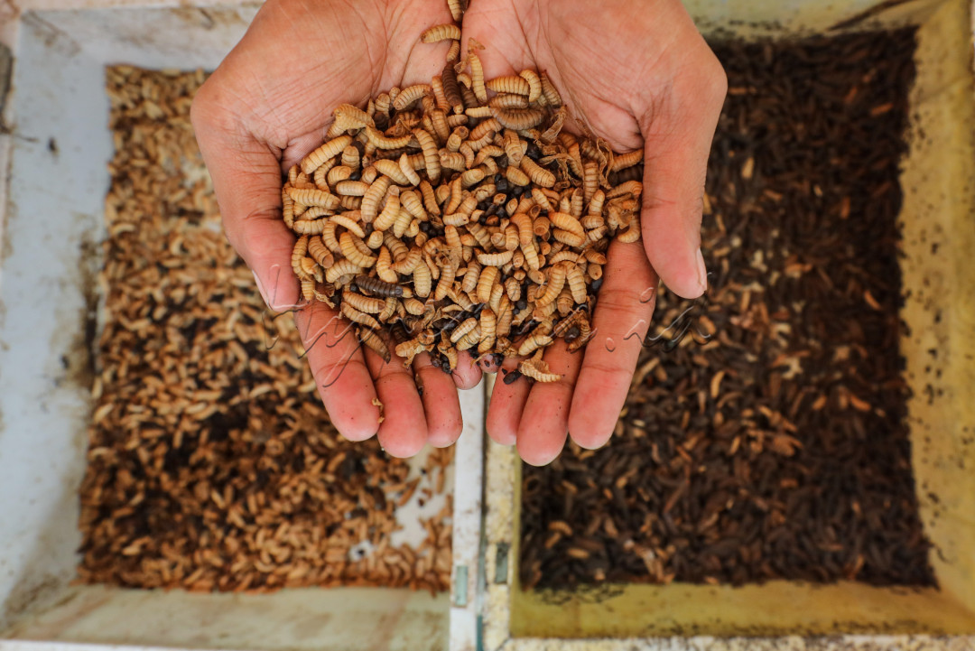 Maggot merupakan larva yang berasal dari spesies Black Soldier Fly (BSF) atau Hermetia Illucens dalam istilah Latin. Layaknya serangga lain, maggot memiliki siklus hidup metamorfosis sempurna. Kebanyakan orang mungkin lebih mengenal belatung dibandingkan dengan istilah maggot, namun keduanya sama.