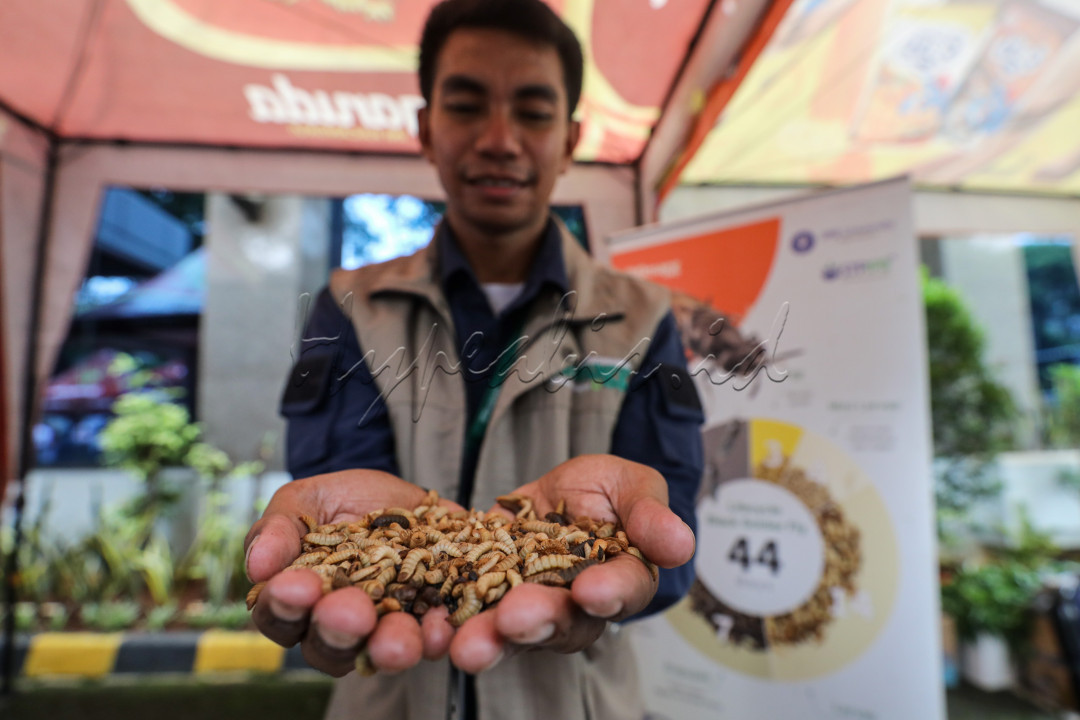 Ragam sampah organik rumah tangga akan dilumat habis oleh larva ini, hingga mereka tumbuh menjadi maggot-maggot gemuk yang siap dipasarkan sebagai pakan ternak. Kemudahan dalam mengembangbiakkan maggot dan kemampuannya dalam mengurai sampah membuat budidaya larva tersebut menjadi bisnis yang menggiurkan.<br />
<br />
Editor : Yayus Yuswoprihanto