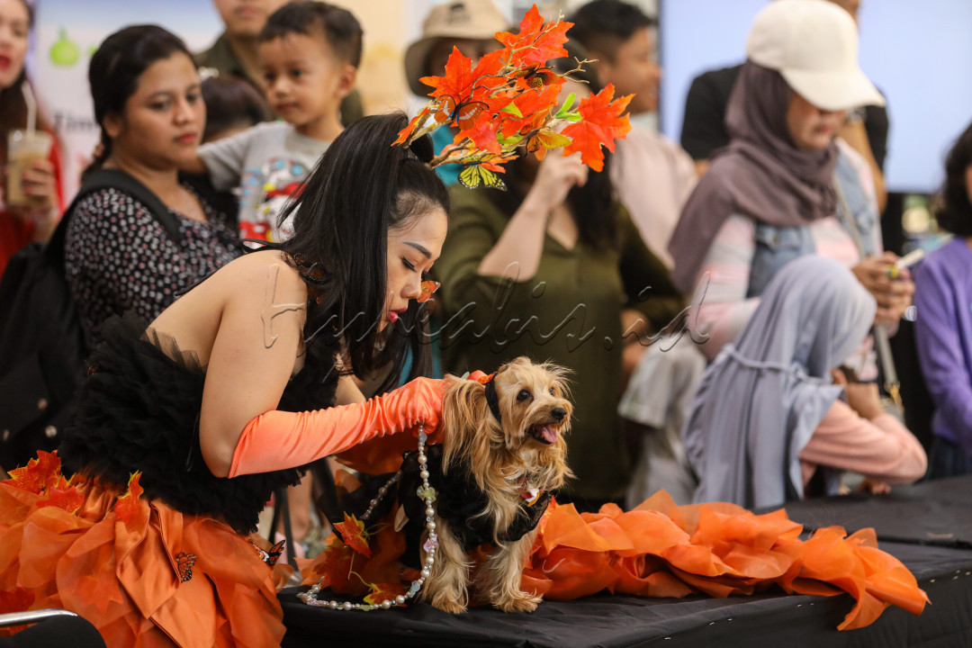 Tidak hanya peragaan busana, gelaran tersebut juga memperlombakan ketangkasan dan kecepatan lari. Beragam keahlian anjing dipertontonkan, antara lain melompat, membungkuk, hingga berputar sesuai aba-aba sang pemilik.