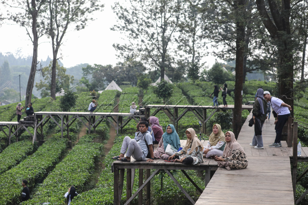 Salah satu yang menjadi pilihan favorit para pelancong adalah kebun teh di Gunung Mas. Selain harganya yang terjangkau, wisata ini menawarkan keindahan dan kesejukan aroma alam, lengkap dengan beragam wahana permainan.<br />
<br />
Editor : Nurul Hidayat