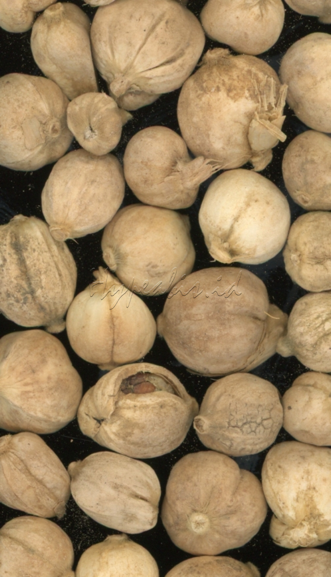 Kapulaga sejak dahulu digunakan sebagai bumbu masakan, obat tradisional, dan bahkan sebagai bahan pembuat parfum. Perdagangan kapulaga sangat diminati oleh bangsa-bangsa Eropa pada masa lalu, sehingga mendorong eksplorasi dan penjelajahan samudra untuk mencari sumber rempah ini. Di Indonesia, kapulaga juga tumbuh subur dan menjadi salah satu komoditas ekspor yang penting.