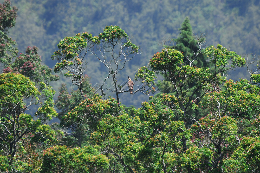 Bentang alam Indonesia yang eksotik dan memukau ditambah dengan burung Elang Jawa yang menjadi inspirasi lambang negara Indonesia Garuda