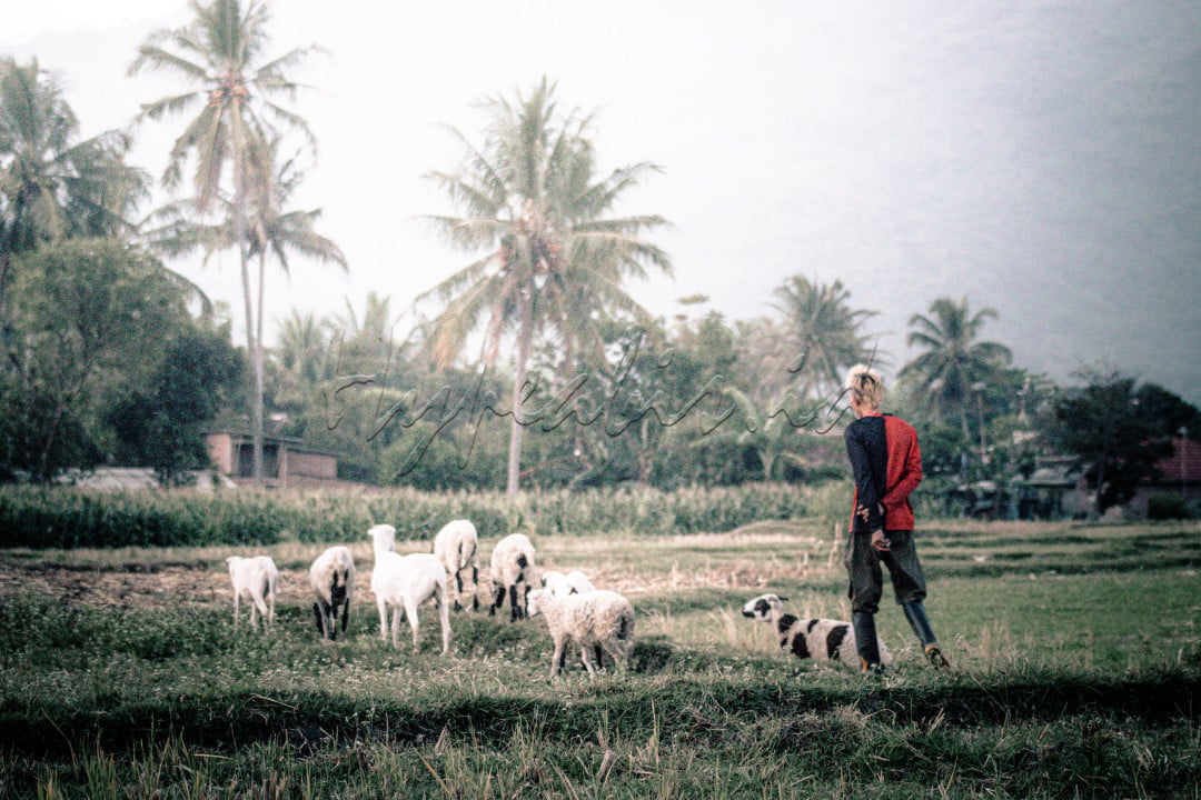 Foto ini menampilkan seorang penggembala yang sedang berjalan di ladang terbuka, dikelilingi oleh kawanan domba. Sang penggembala, yang mengenakan pakaian sederhana, tampak melangkah dengan tenang di antara domba-domba yang merumput. Latar belakang foto dihiasi dengan deretan pohon kelapa yang menjulang tinggi, menciptakan suasana tropis yang damai dan asri. Di kejauhan, tampak bayangan pegunungan yang samar, menambah kesan ketenangan dan kesejukan dalam pemandangan pedesaan ini.