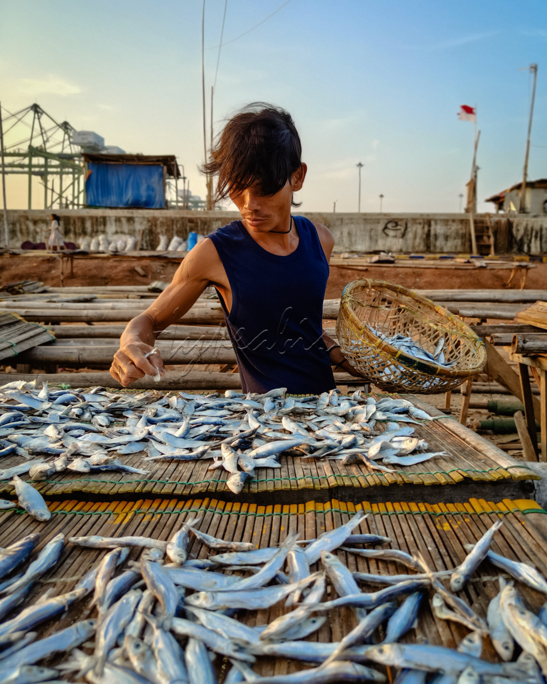 Nelayan ini dengan cekatan mengangkat ikan-ikan yang telah selesai dijemur, hasil dari kerja kerasnya sepanjang hari di bawah terik matahari. Dengan penuh perhatian, ia memastikan setiap ikan telah kering sempurna sebelum dikumpulkan. Proses ini merupakan bagian penting dari kehidupan sehari-hari nelayan di pesisir Indonesia, di mana mereka menjaga kualitas hasil tangkapan agar siap dijual atau dikonsumsi. Ketekunan dan keahliannya mencerminkan dedikasi yang mendalam terhadap pekerjaan yang telah diwariskan dari generasi ke generasi.