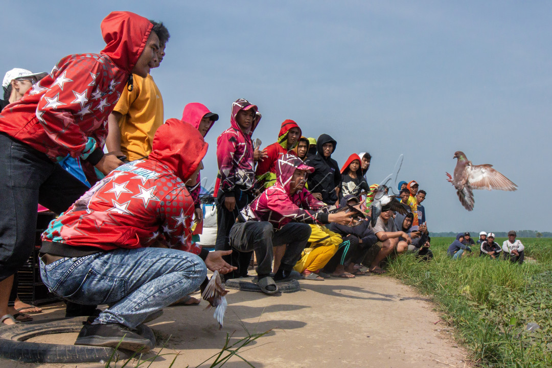 Penghobi burung balap merpati merupakan salah satu budaya indonesia yang persaingan balap merpati. Di jarak tertentu merpati tersebut di lepas dan kelompok lainnya menunggu merpati yang sedang terbang itu dengan memberikan umpan merpati betina. Para penghobi burung merpati ini sedang menunggu burung merpatinya untuk mendarat dengan tuannya