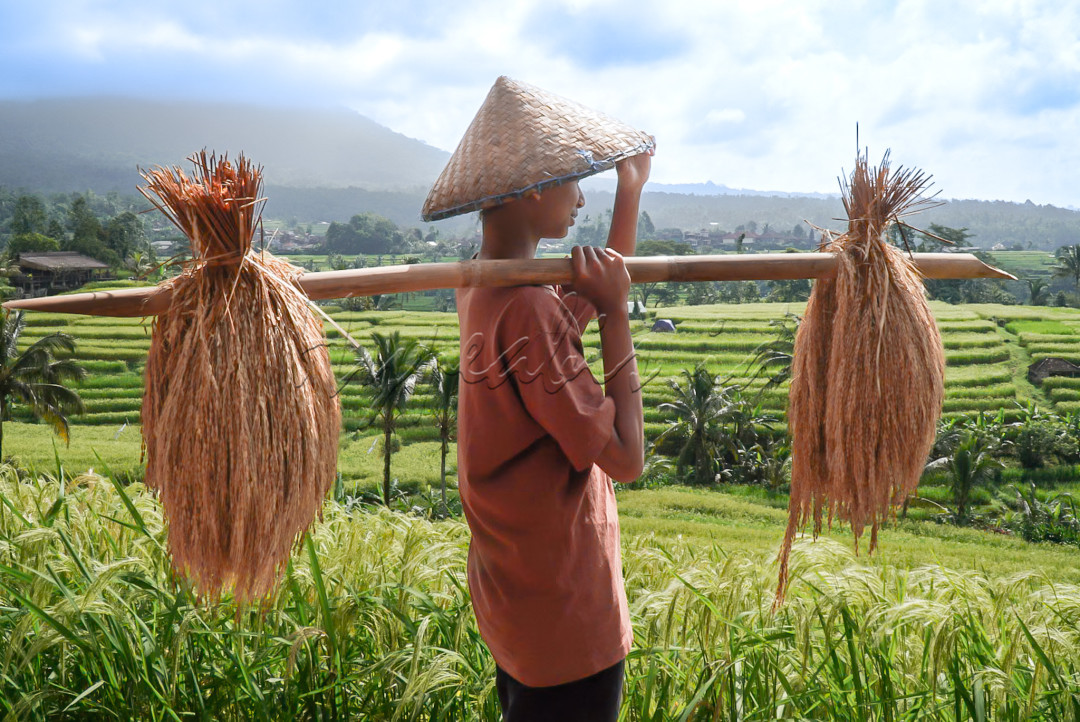 Petani Bali merupakan akar budaya Bali dan budaya Nasional mengingat negara kita adalah negara agraris