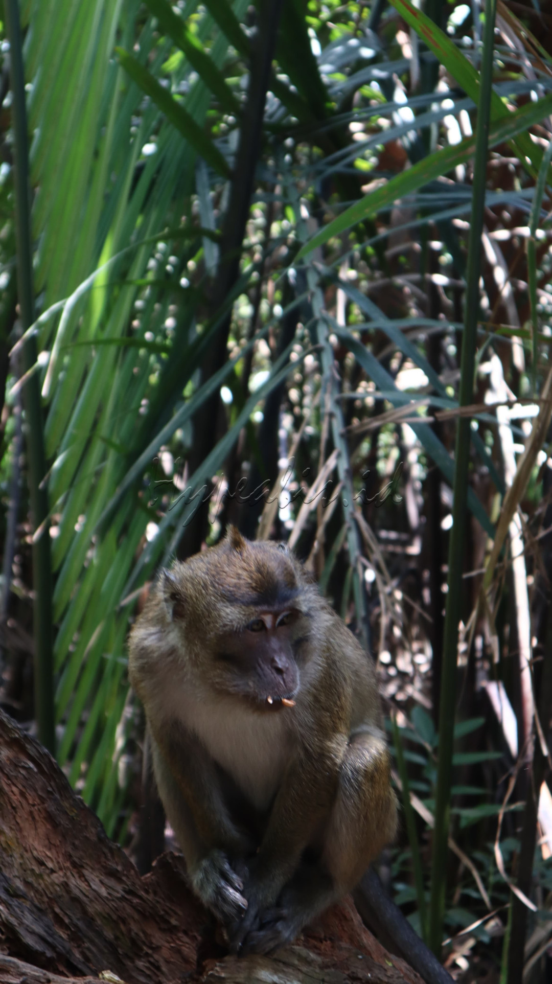 Monyet (Primates) merupakan kelompok mamalia yang memiliki tingkat kecerdasan tinggi. Berbagai spesies monyet tersebar di berbagai belahan dunia, masing-masing dengan karakteristik unik dan peran ekologis yang penting. Namun, banyak spesies monyet saat ini menghadapi ancaman serius akibat kehilangan habitat, perburuan ilegal, dan perubahan iklim.
