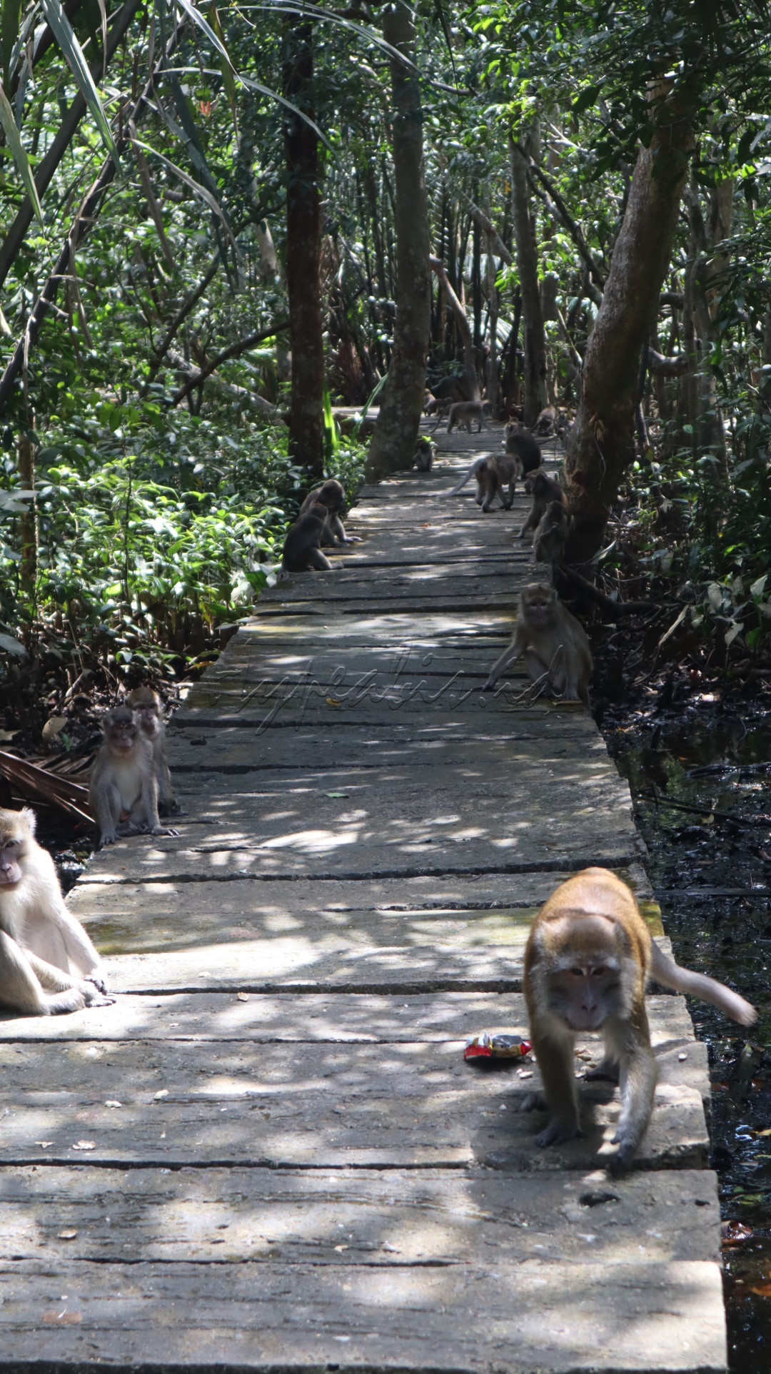 "Pulau Kembang" menjadi rumah bagi ratusan monyet yang hidup berkelompok. Foto ini menangkap momen langka ketika mereka berkumpul pada jalan setapak menunggu para pengunjung memberikan mereka makanan.
